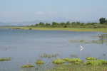 030. Reigers
