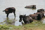 035. Waterbuffalo\'s
