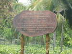 110. Virgin White Tea Plantage