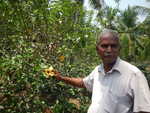 111. Hibiscus thee