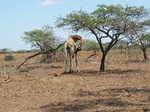 012. Onze 1e giraffe