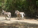 013. Zebra's