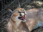 016. Caracal, woestijnlynx 
