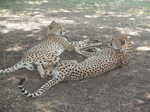 017. Cheetah's