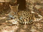 021. Serval