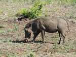 029. Warthog