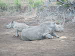 039. Neushoorn, mama met 3 mnd oude baby