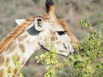 042. Giraffe