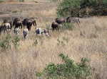 048. Buffalo's en zebra's