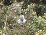 Hummingbird