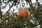 028. Acorn Banksia