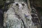 Cormorants ofwel Rock Shags