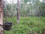 013. Rubberboom plantage