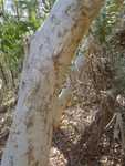 010. Eucalyptus Gumtree stam