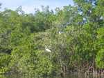 Reiger in de mangroven