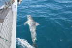 028. Bottlenose dolfijn