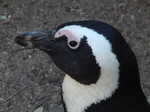 023. Zwartvoet pinguin