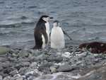 Chinstrap pinguin