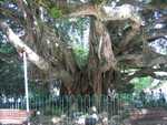 100 jaar oude vijgeboom