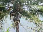 006. Warren in de kokosnootboom