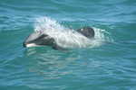 105. Hector dolphin