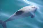 131. Hector dolphin
