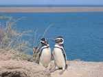 Magellan pinguin