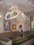 Skelet walvis