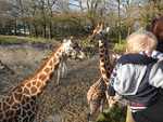 052. En baby girafjes