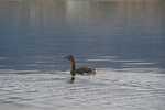 The Great Grebe