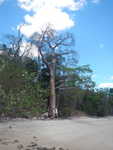 068. Knuffel met de Baobab boom