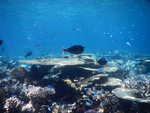 057. Ari Atoll, Maagaa Reef
