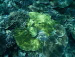 058. Maagaa Reef