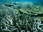 063. Maagaa Reef
