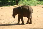 027. Baby olifantje