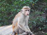 045. Toque Macaques aap