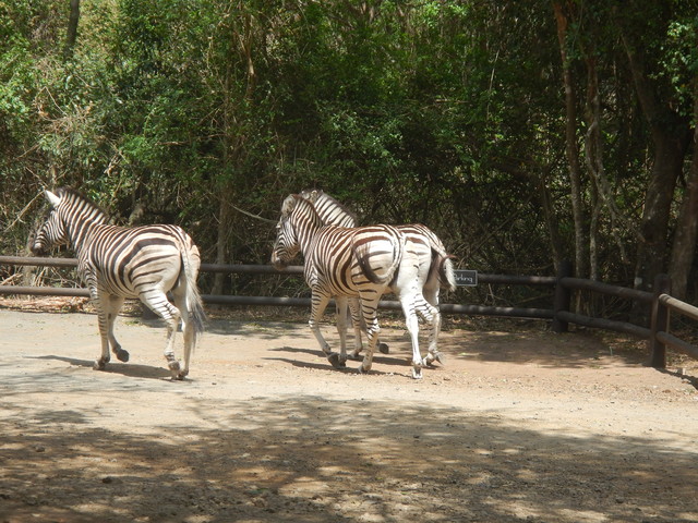 013. Zebra's