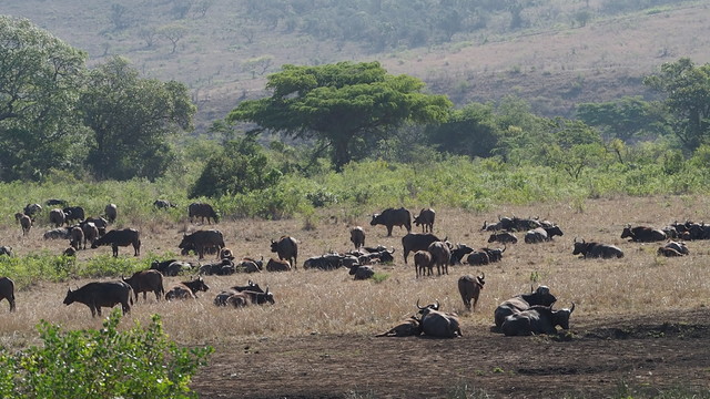 030. Kudde buffalo's
