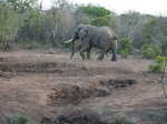 033. Hitsige olifant