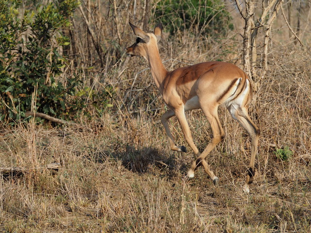 058. Steenbok in galop
