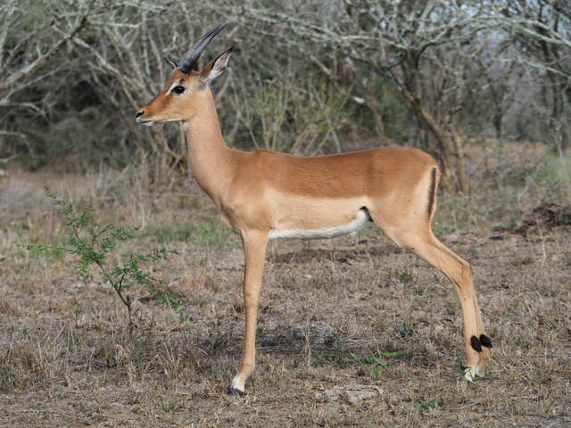 059. Steenbok