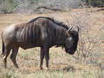 062. Blue wildebeest