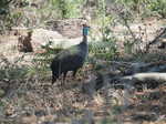 063. Crested guineafowl