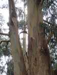 Eucalyptusbomen